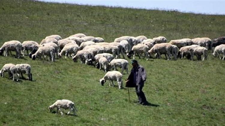 Samsun’da aylık 2 bin 500 lira ücretli 400 çoban aranıyor