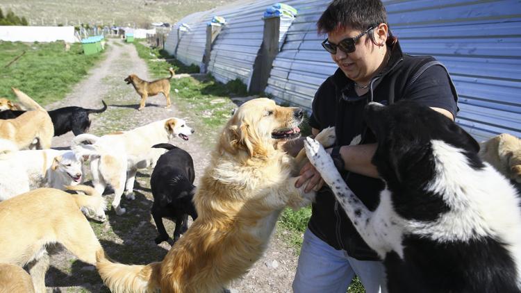 Sokak köpeklerine dernek koruması