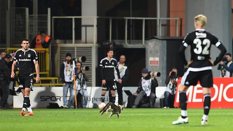 Kasımpaşa-Beşiktaş maçına kedi girdi