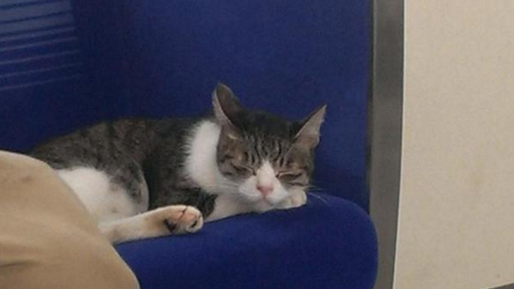 Bu kedi metroyla seyahat ediyor