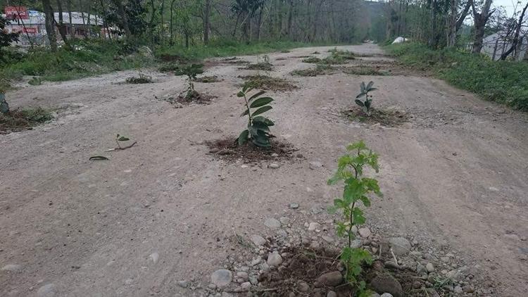 İlginç protesto: Fidanlı yol