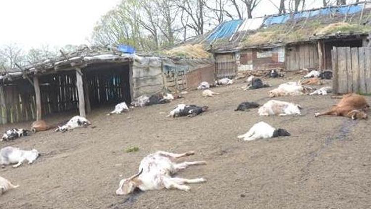 Babası ile tartıştı, 239 keçiyi telef etti