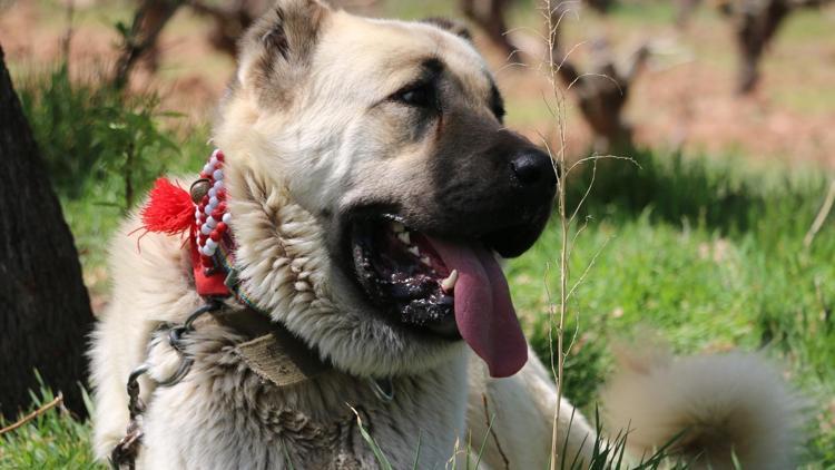 Otomobil fiyatına çoban köpeği