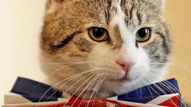 İngiltere Dışişleri Bakanlığı fare avcısı bir kediyi kadroya aldı