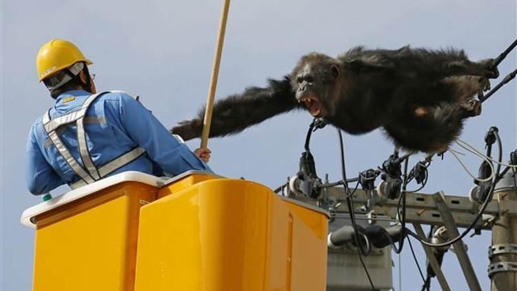 Hayvanat bahçesinden kaçan şempanze ortalığı karıştırdı