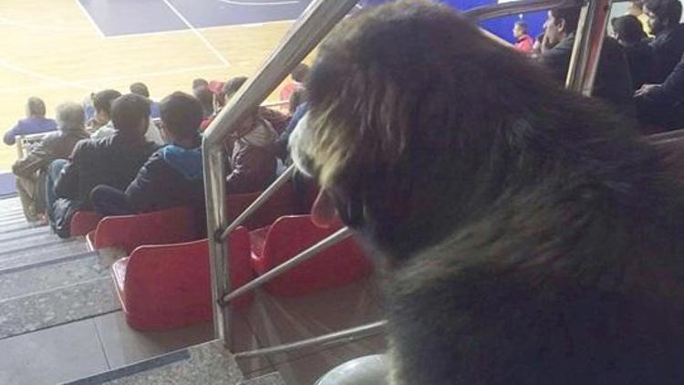 Basketbol maçına sokak köpeği girdi