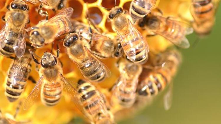 Kansere karşı arı zehri önerisi