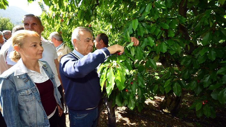 Kocaoğlu kiraz topladı