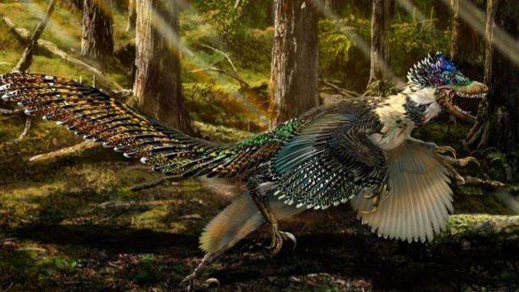 Kuşlar, dinozorlar gibi yok olmaktan nasıl kurtuldu