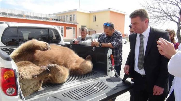 230 kiloluk ayı yemek peşinde öldü