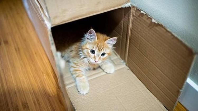 Kediler neden kutuların içine girmeyi sever
