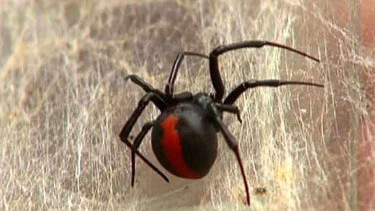 BBC: Zehirli örümcek, cinsel organından ısırdı