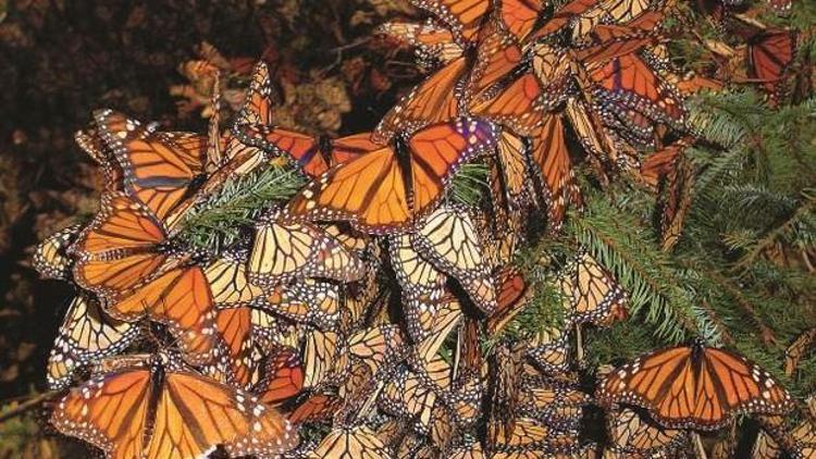 Yavru kral kelebekleri göç yollarını bilmedikleri halde nasıl tek başlarına göç edebiliyorlar