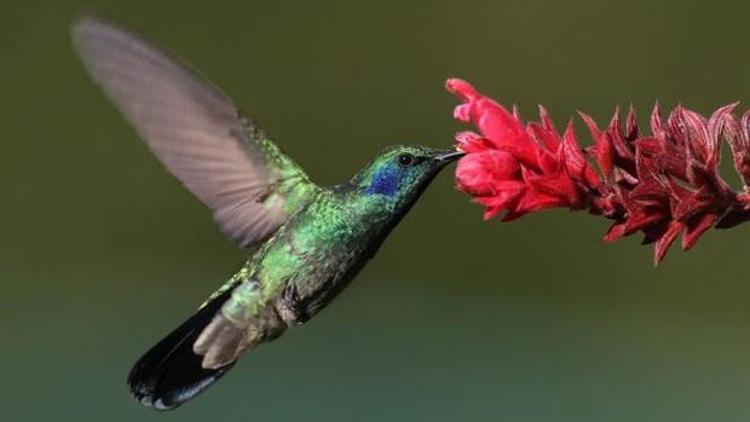 Tropik kuşların rengarenk olmalarının sebebi nedir