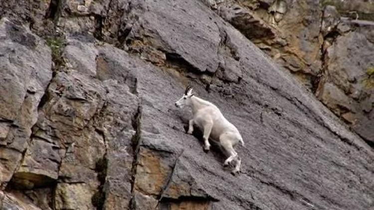 Keçilerin mükemmel tırmanma kabiliyetleri nereden geliyor