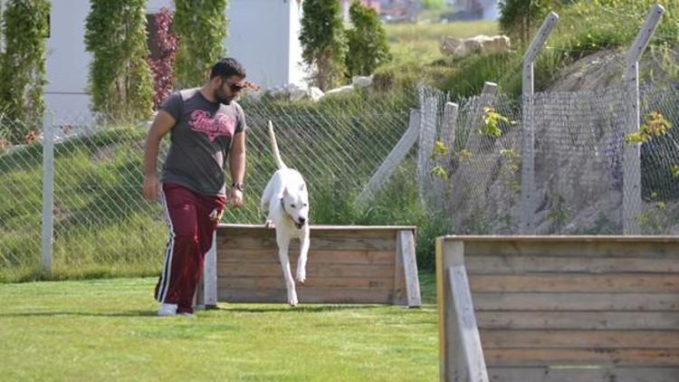 Köpekler onlara verdiğimiz komutları ne kadar anlıyor