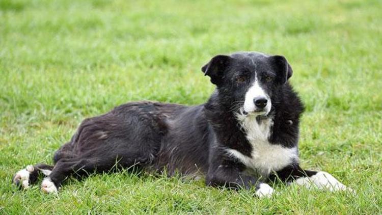 Bu köpek ülkeler aşıp nasıl evine döndü