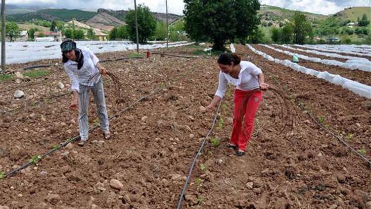 Egede öğrendiler, Tuncelide hayata geçirdiler