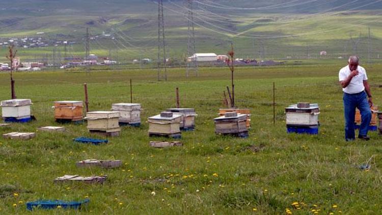 Yurda kaçak sahte Kafkas ana arı girişi yapıldığı iddiası