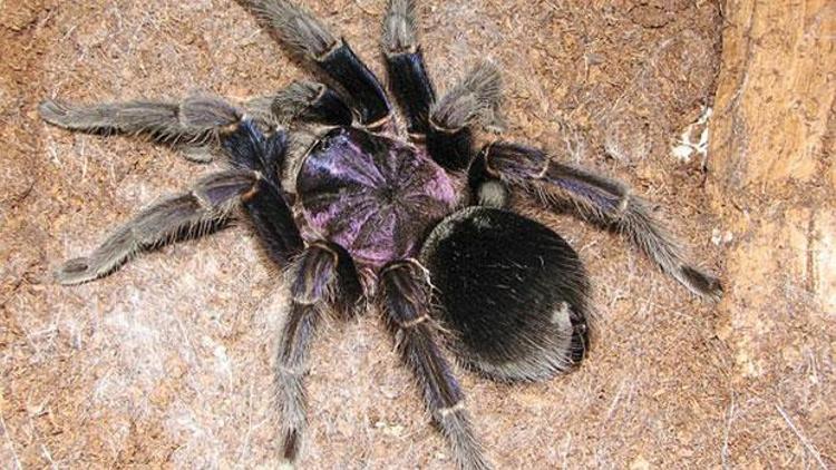 Uçakta tarantula paniği