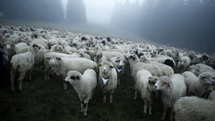 Esrar yiyen koyunlar çıldırdı