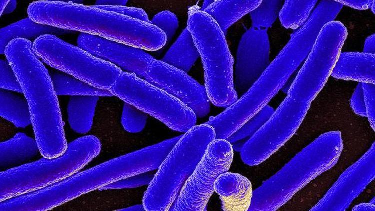 Korkutan gelişme: Tüm ilaçlara dirençli bakteri