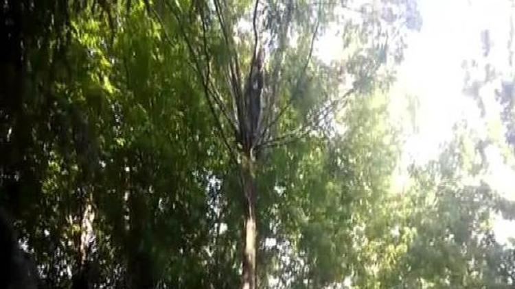 Ağaçtaki kediyi kurtarıp kendi mahsur kalan genci  itfaiye kurtardı