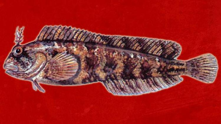 Horozbina balığında kist oluşturan