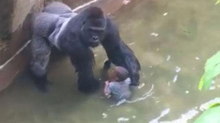 Goril Harambe meğer küçük çocuğu korumak istemiş