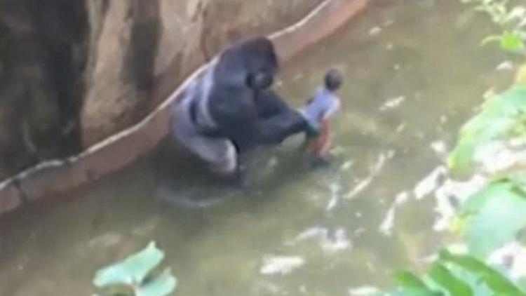 Harambenin ölümü yargı yolunda