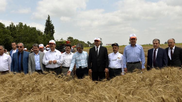 Adana’da 4 yeni buğday çeşidi geliştirildi