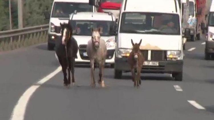 Trafiği biribirine kattılar, OGSden geçtiler