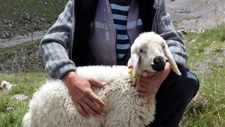 Kayserili besiciler 2 bin liraya çoban bulamıyor