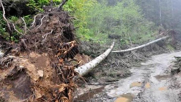 Yeşil Yol güzergahında çok sayıda çam ağacı yan yattı