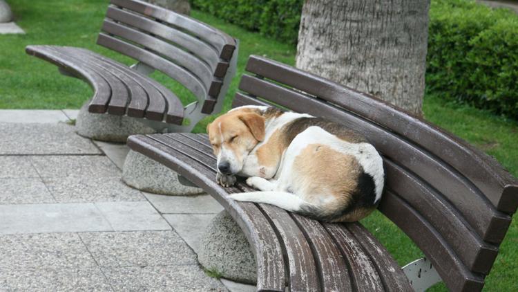 Köpeklerin siestası