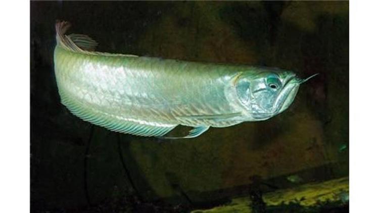 Kutsal balık Arowana