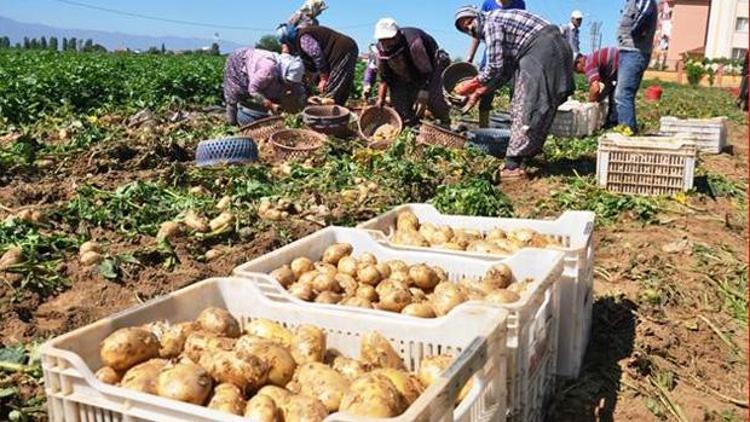 İki yıl önce kilosu 5 TL idi şimdi tezgahta alan yok, çöpe gidiyor