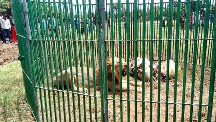 Hindistanda 18 cinayet şüphelisi aslan gözaltında