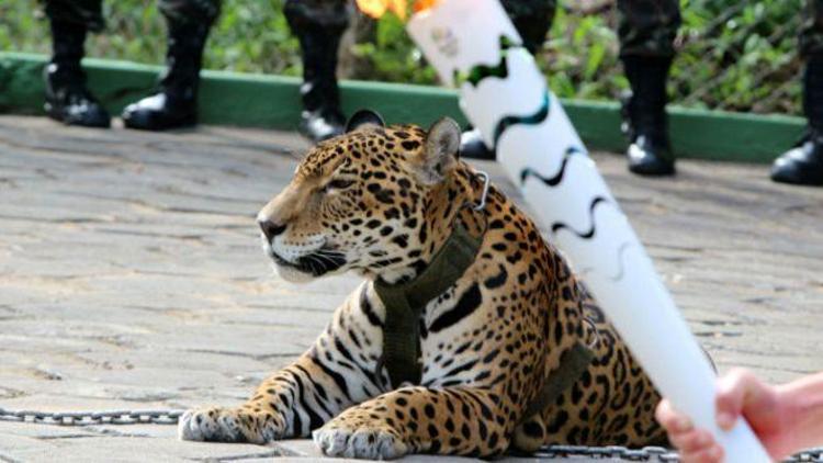 Brezilyada Olimpiyat etkinliğinde kullanılan jaguar öldürüldü