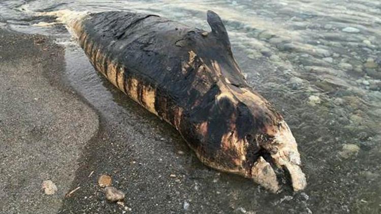 Gagalı balina ölüsü Antalyada karaya vurdu