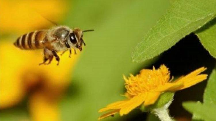 Dünya Düzcede yetişen arıların peşinde