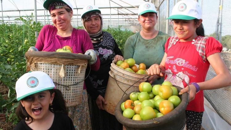 Yayla domatesi yüz güldürdü