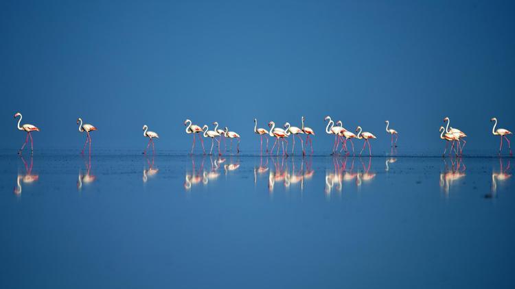 Tuz Gölü’nde Flamingo kreşi
