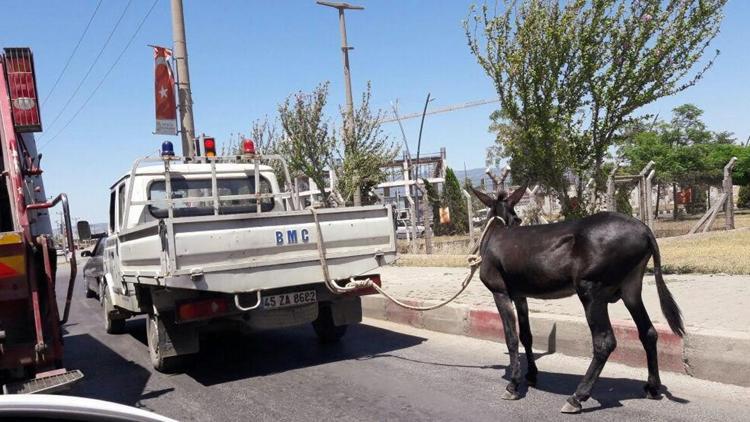 Eşeğe işkenceye skandal gibi ceza