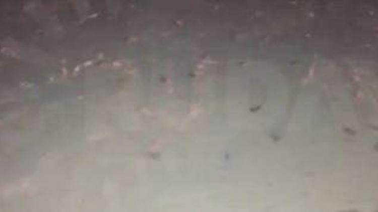 Kuzey Irakta uçaktan hamam böcekleri atıldı iddiası...