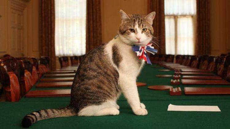 İngilterede başbakanlık konutunun kedisi görevde kalacak
