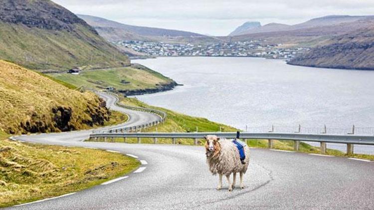 Google, Faroe Adaları’nda koyunlarla işbirliği yapıyor