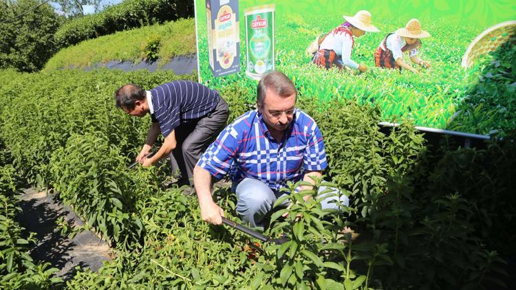 Rizede sıfır kalorili şeker üretilen bitki yetiştirildi