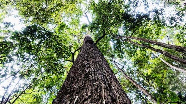 Amazon ormanlarındaki ağaçları kataloglamak için üç asır gerek