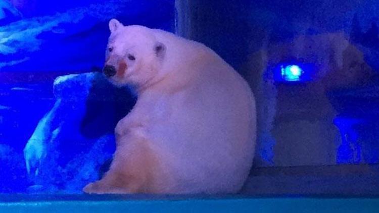 Dünyanın en mutsuz kutup ayısı için kampanya